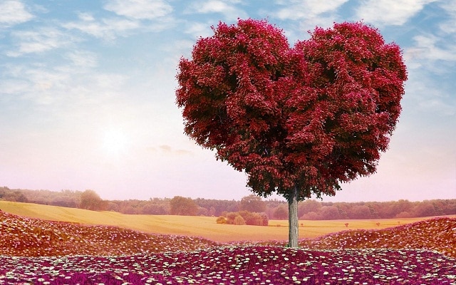 Tình yêu thương giống như một cái cây nở rộ hoa